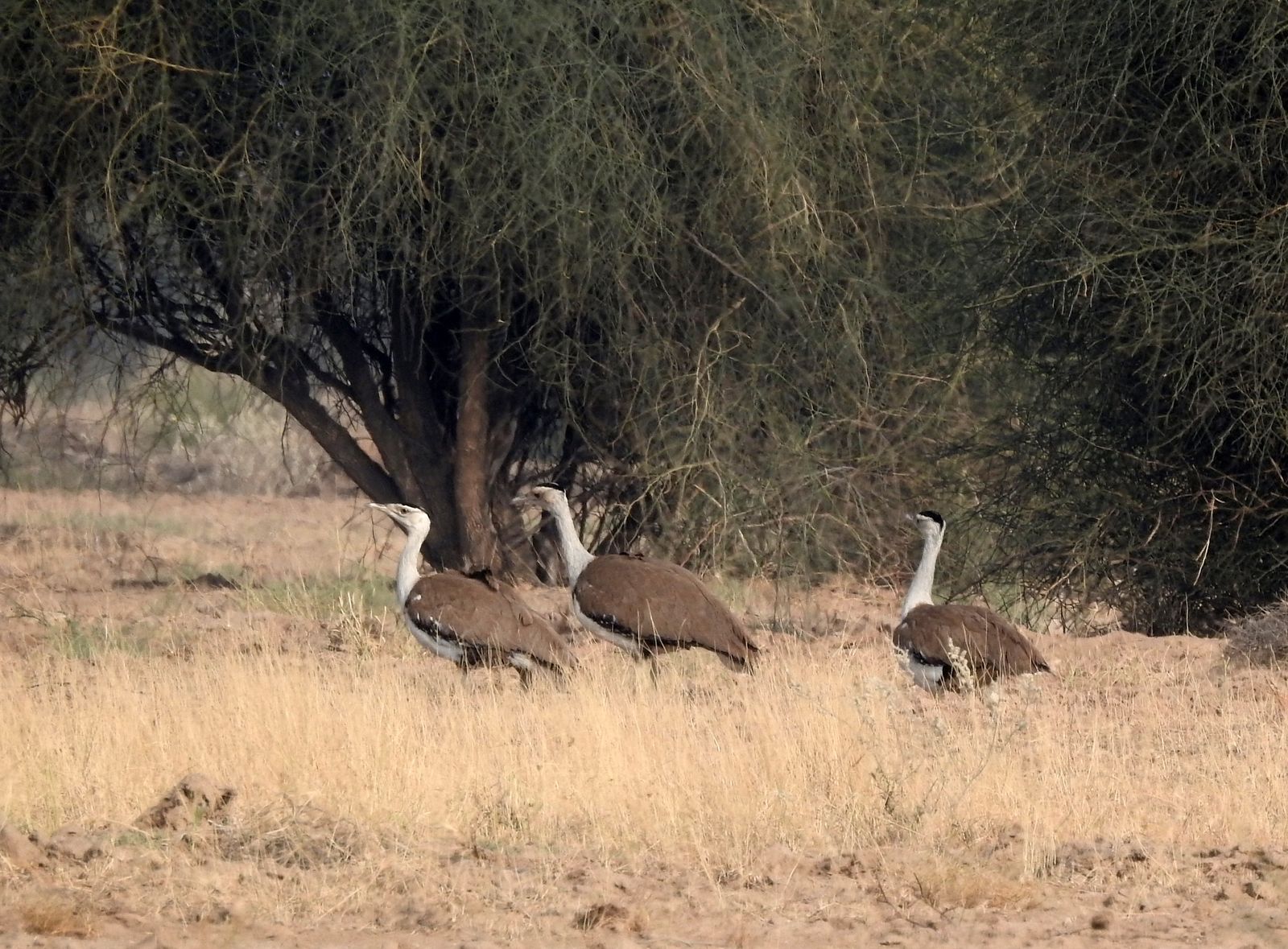 A great Indian bustard walking through dry grassland