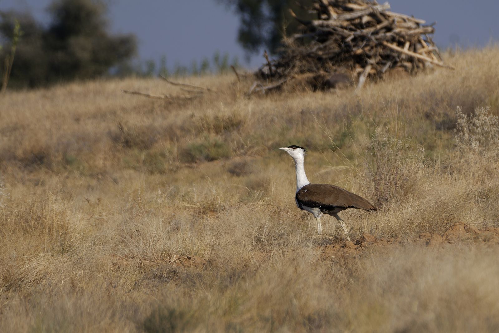 A great Indian bustard standing in the grassland of the Thar