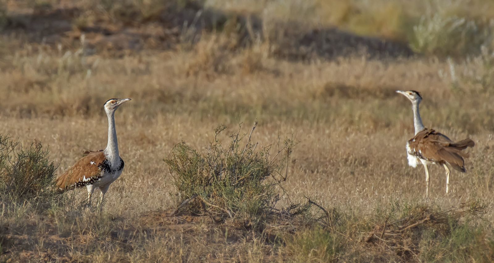 A pair of great Indian bustards standing in open grassland