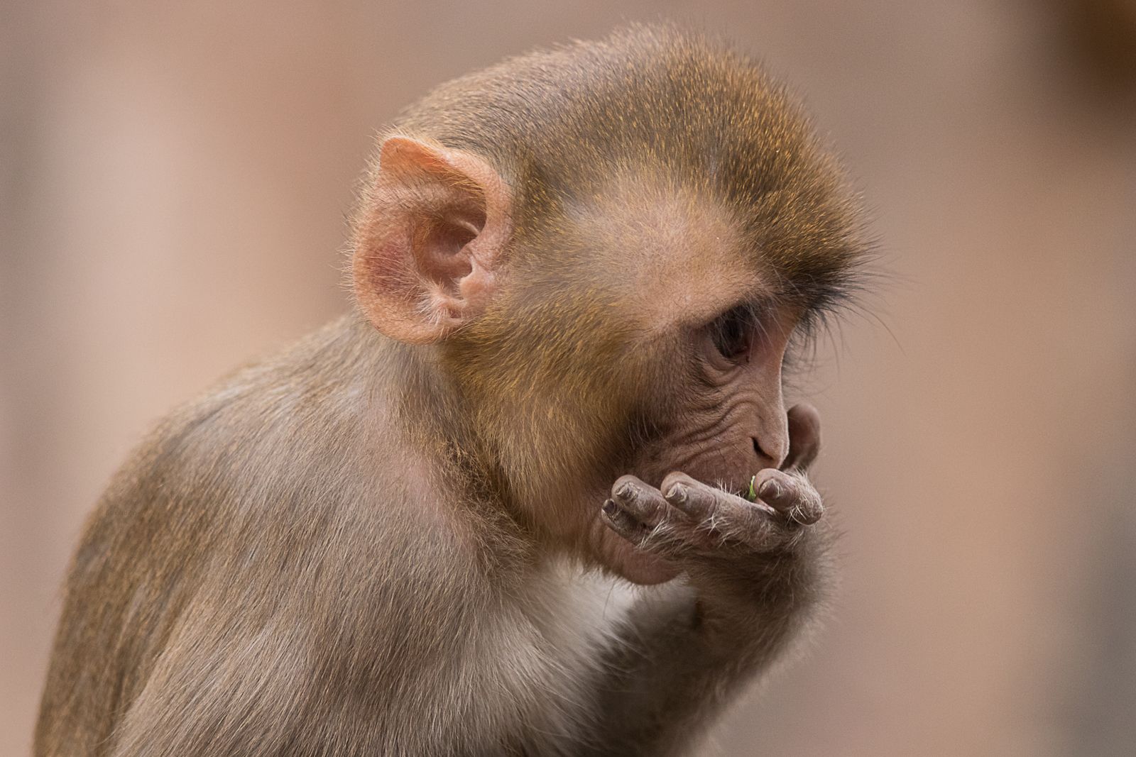 A rhesus macaque sitting on a wall at the Galtaji temple in Jaipur