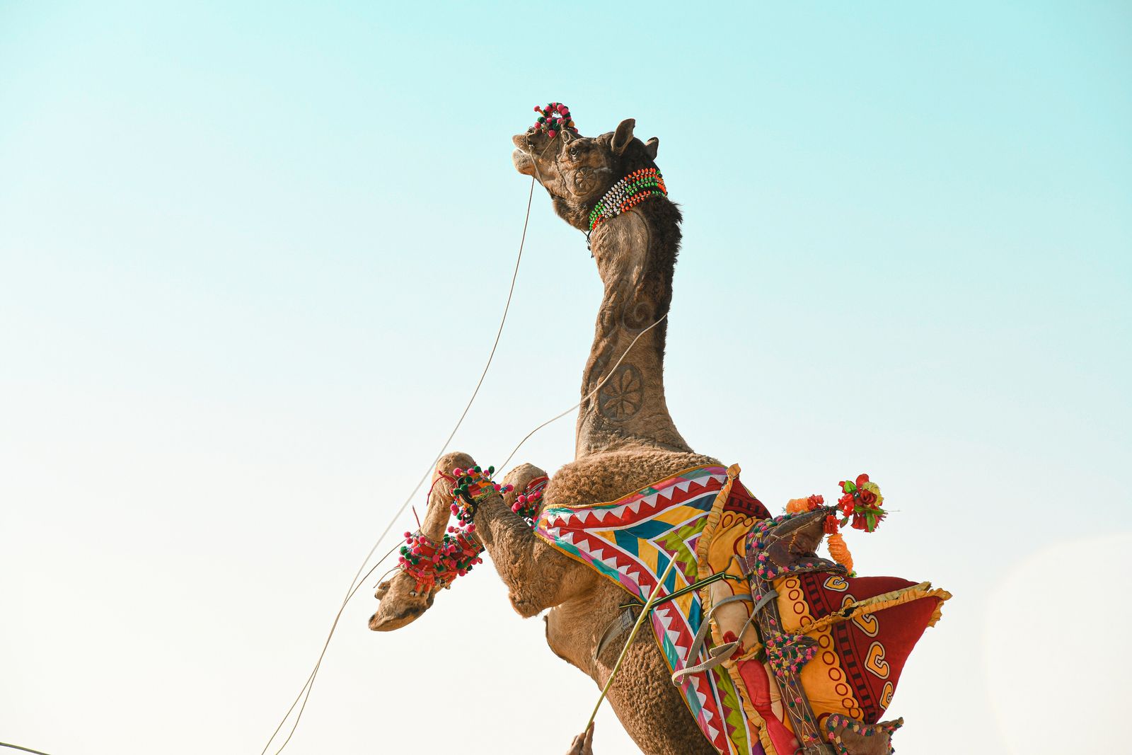 A decorated camel leaping to drumbeats in front of a crowd at the Jaisalmer Desert Festival
