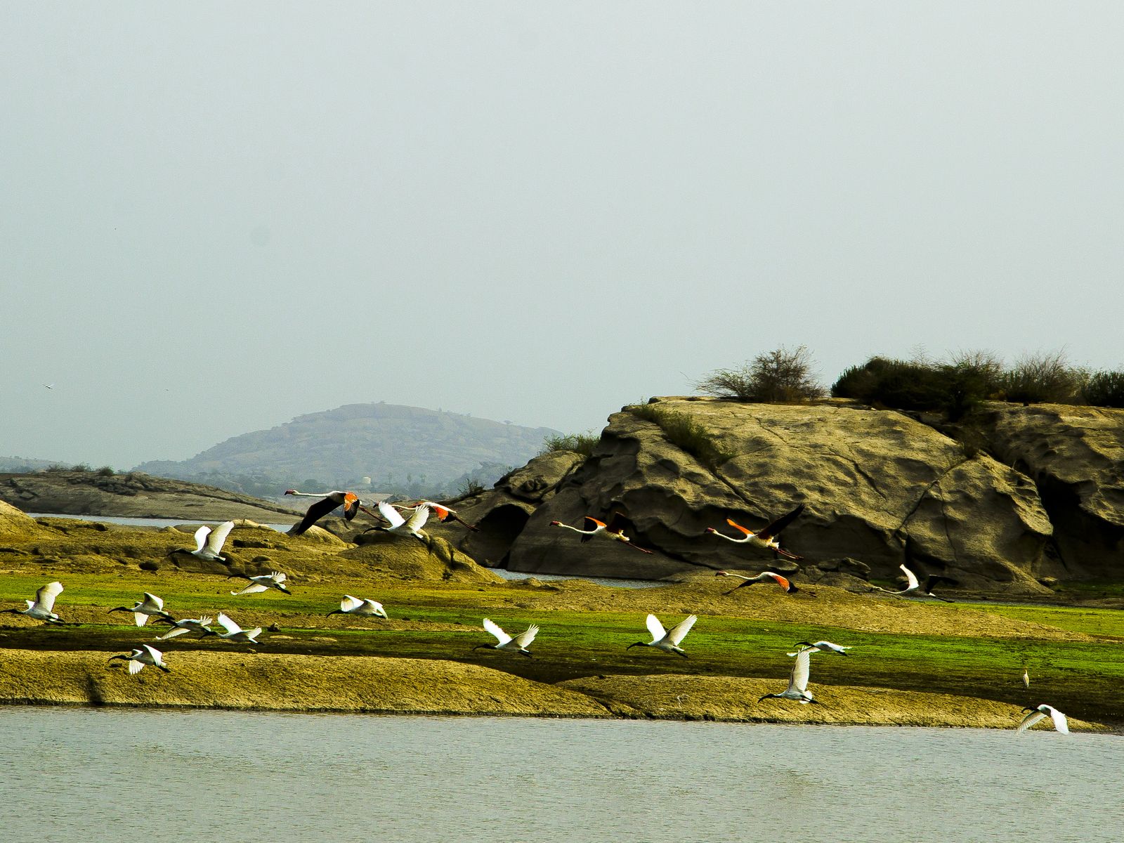 Granite hills and boulders rising above green fields and a village near Jawai in Rajasthan