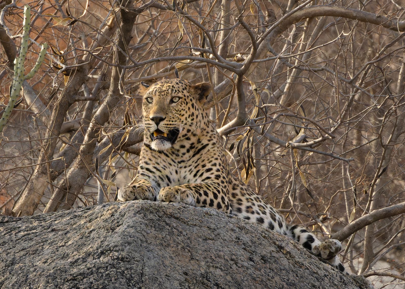 A leopard resting at the mouth of a cave in the granite hills of Jawai