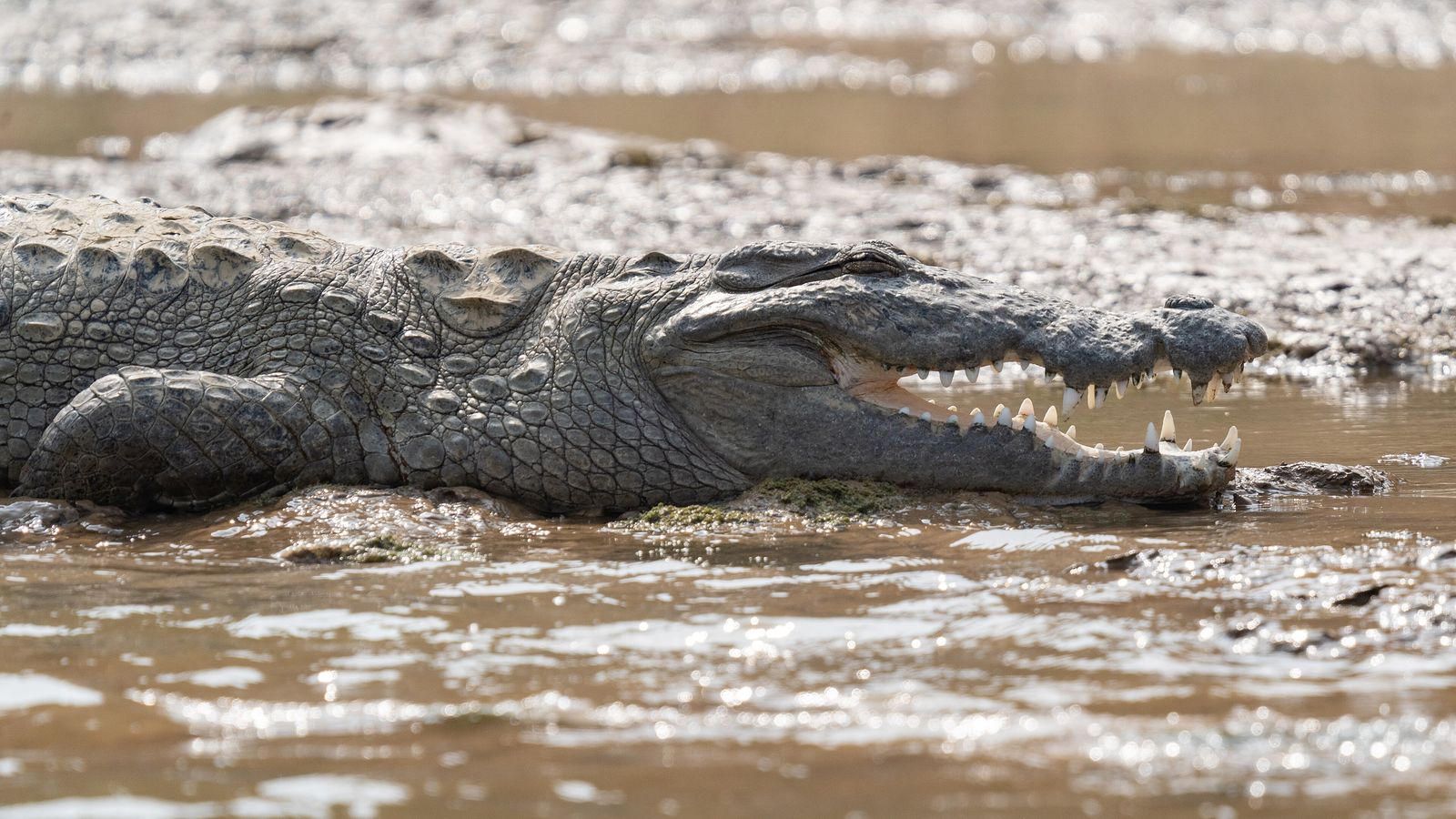 A mugger crocodile basking on a riverbank in the midday sun