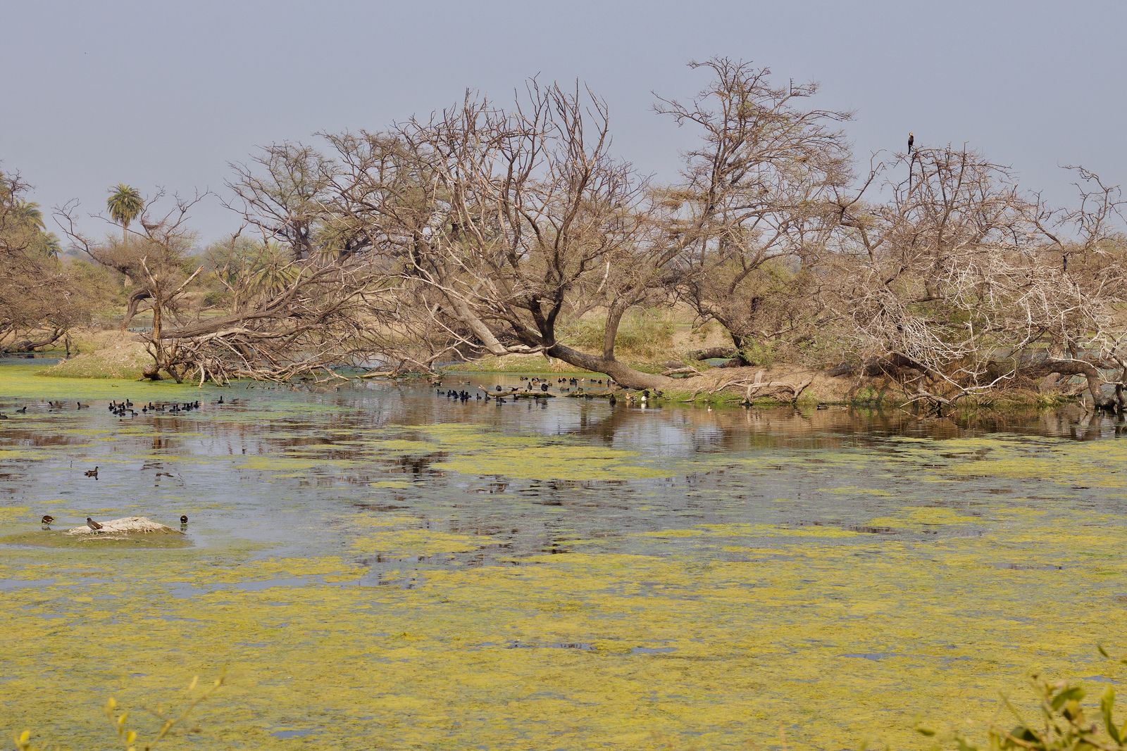 Shallow wetland with trees and water birds in Keoladeo National Park, Bharatpur