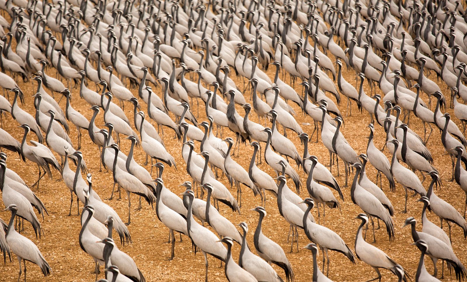 Demoiselle cranes gathered at the feeding ground in Khichan village