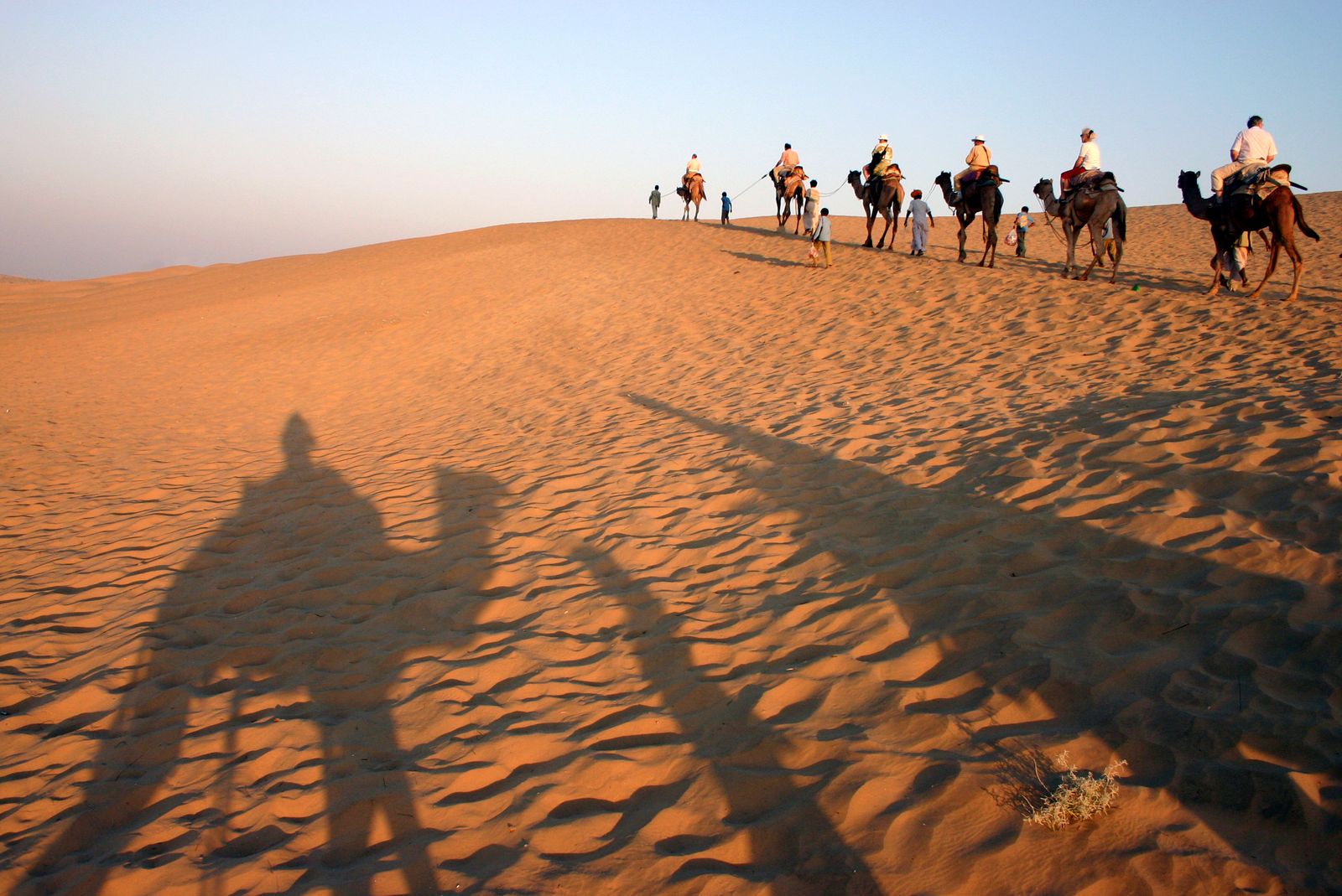 Camels resting on the low dunes at Khuri in the late afternoon