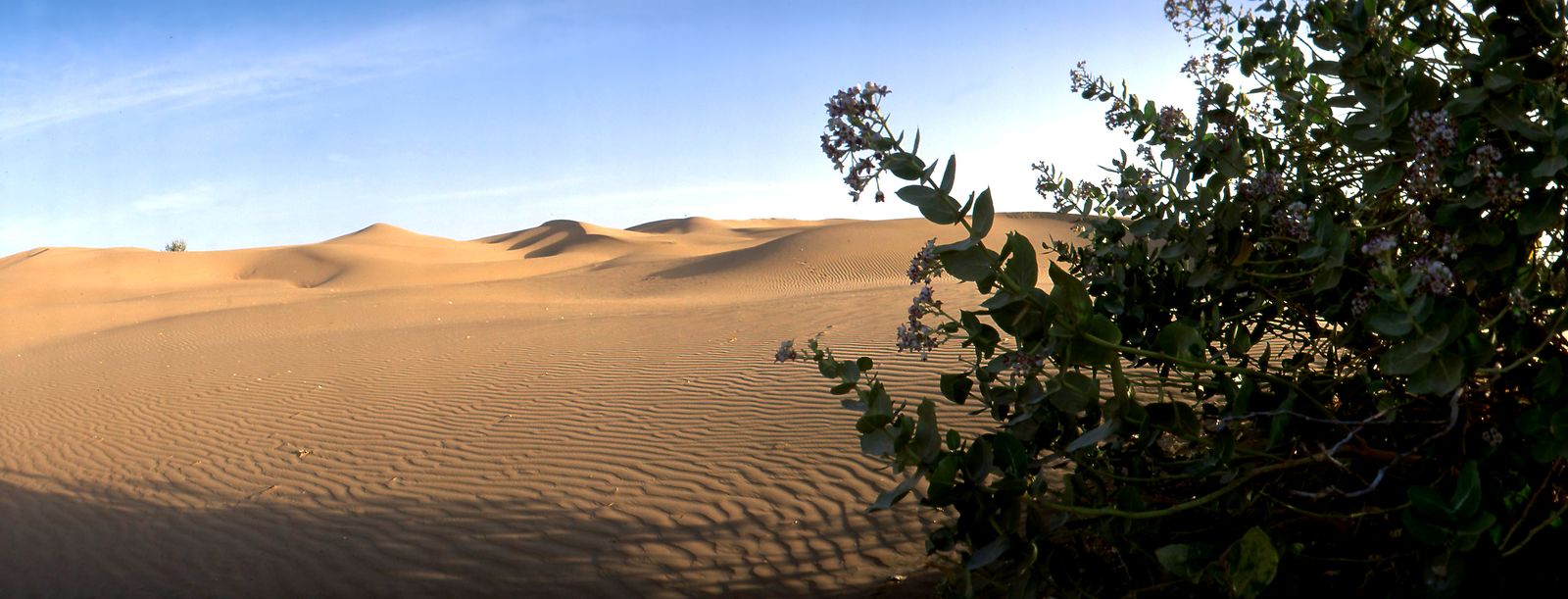 Low rolling sand dunes at Khuri in the Thar Desert southwest of Jaisalmer, with scattered desert shrubs