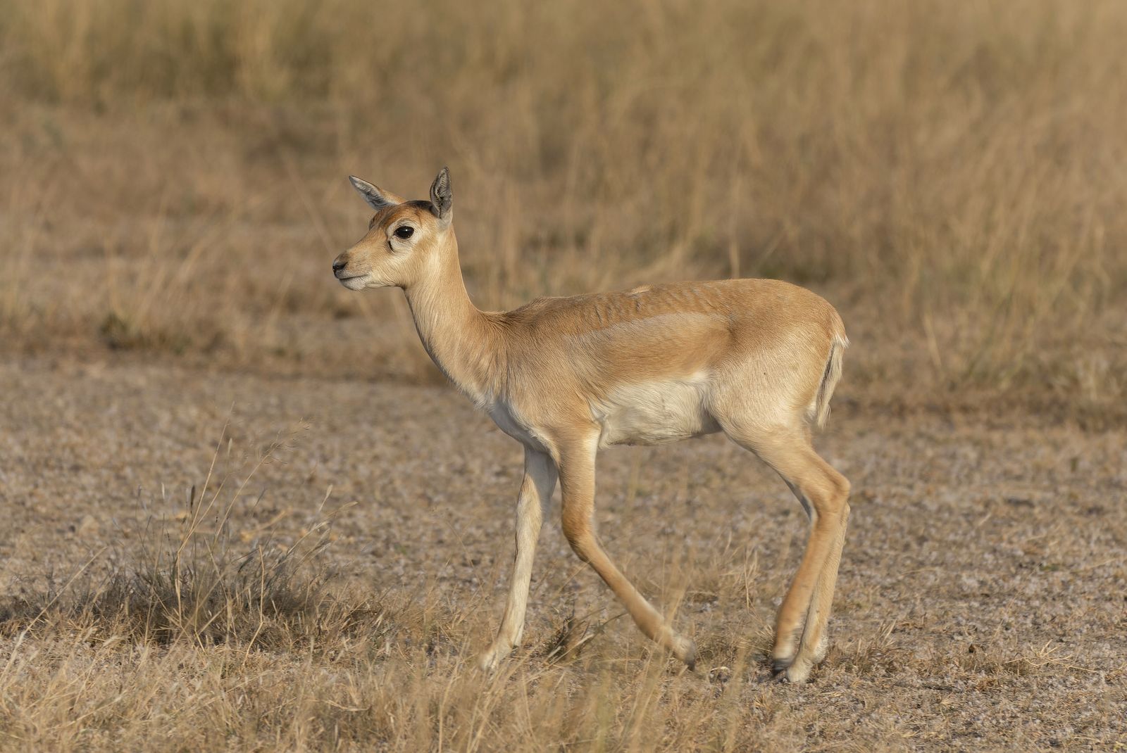 A young blackbuck in open grassland at Tal Chhapar