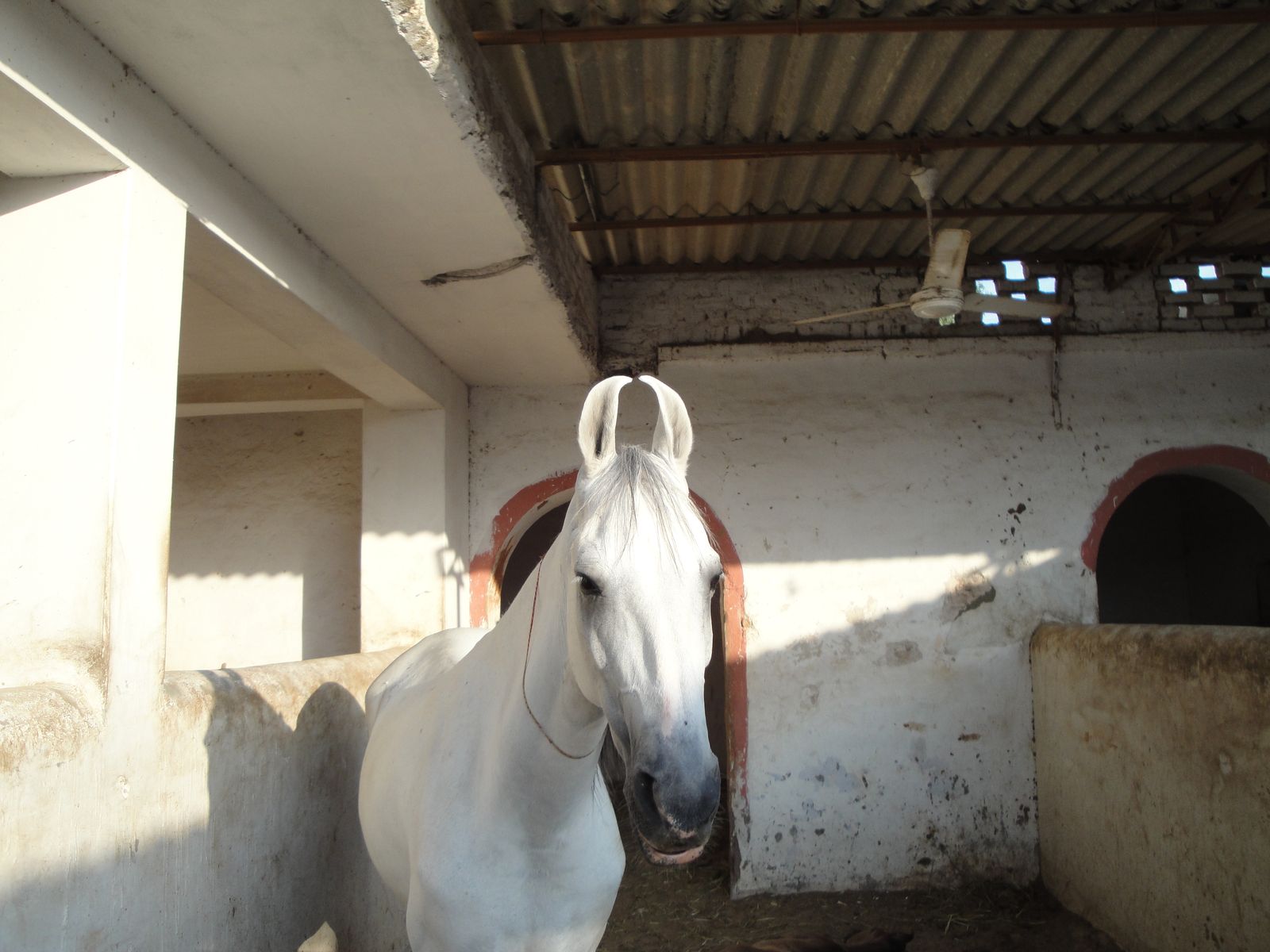 A white Marwari horse in a village stable east of Jodhpur