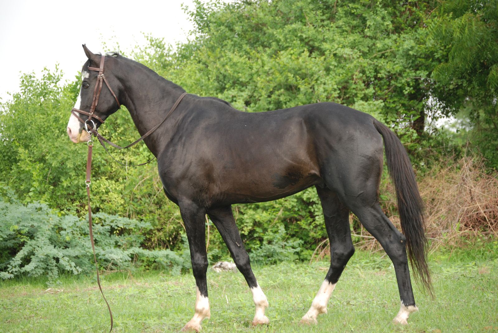 A Marwari horse with its distinctive inward-curving ears, standing in the Rajasthan countryside