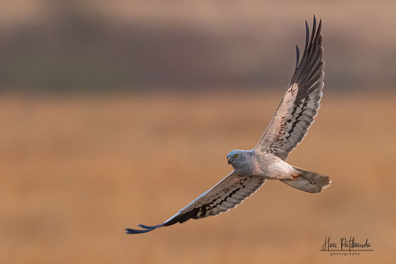 A pale grey male Montagu's harrier gliding low over dry grassland
