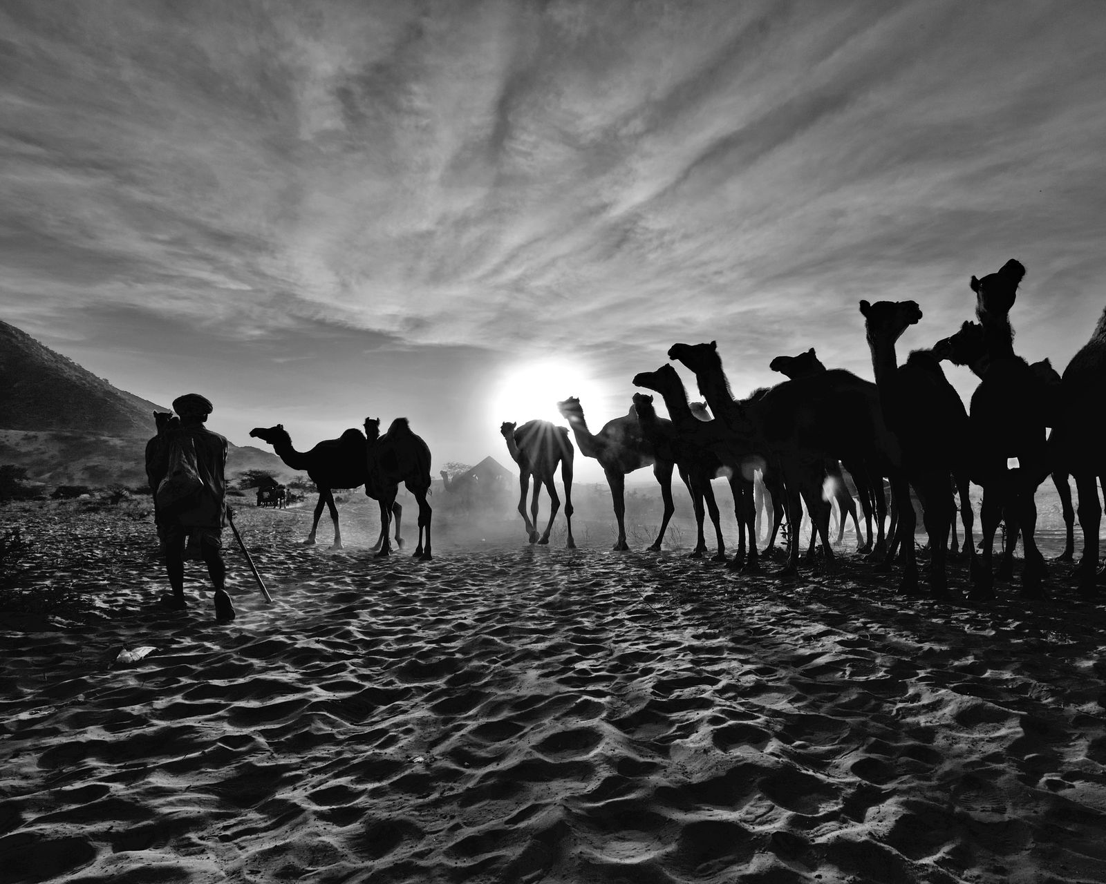 Herds of camels gathered on the sands at the Pushkar Camel Fair
