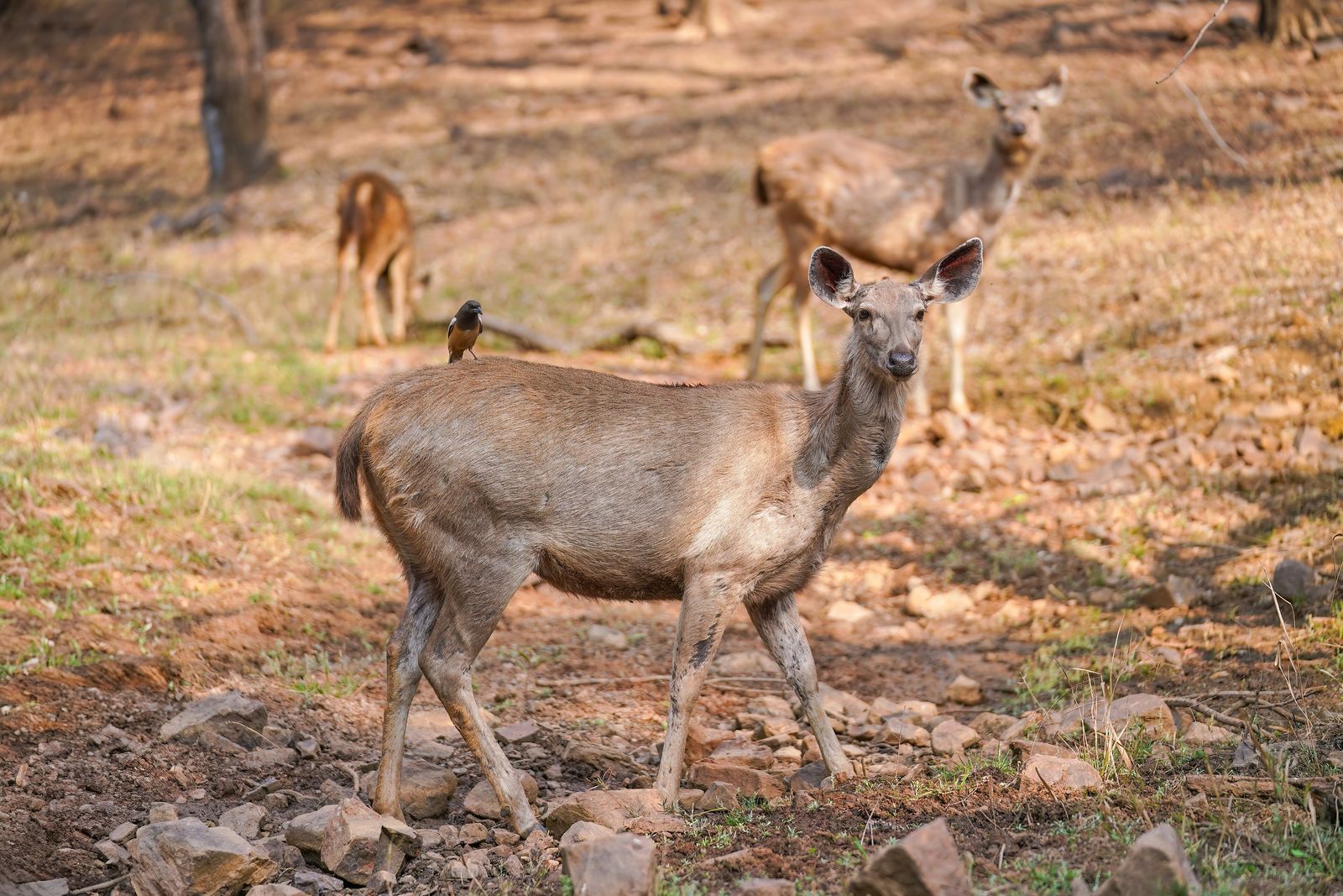 A sambar deer standing in the shallows of a lake in Ranthambore