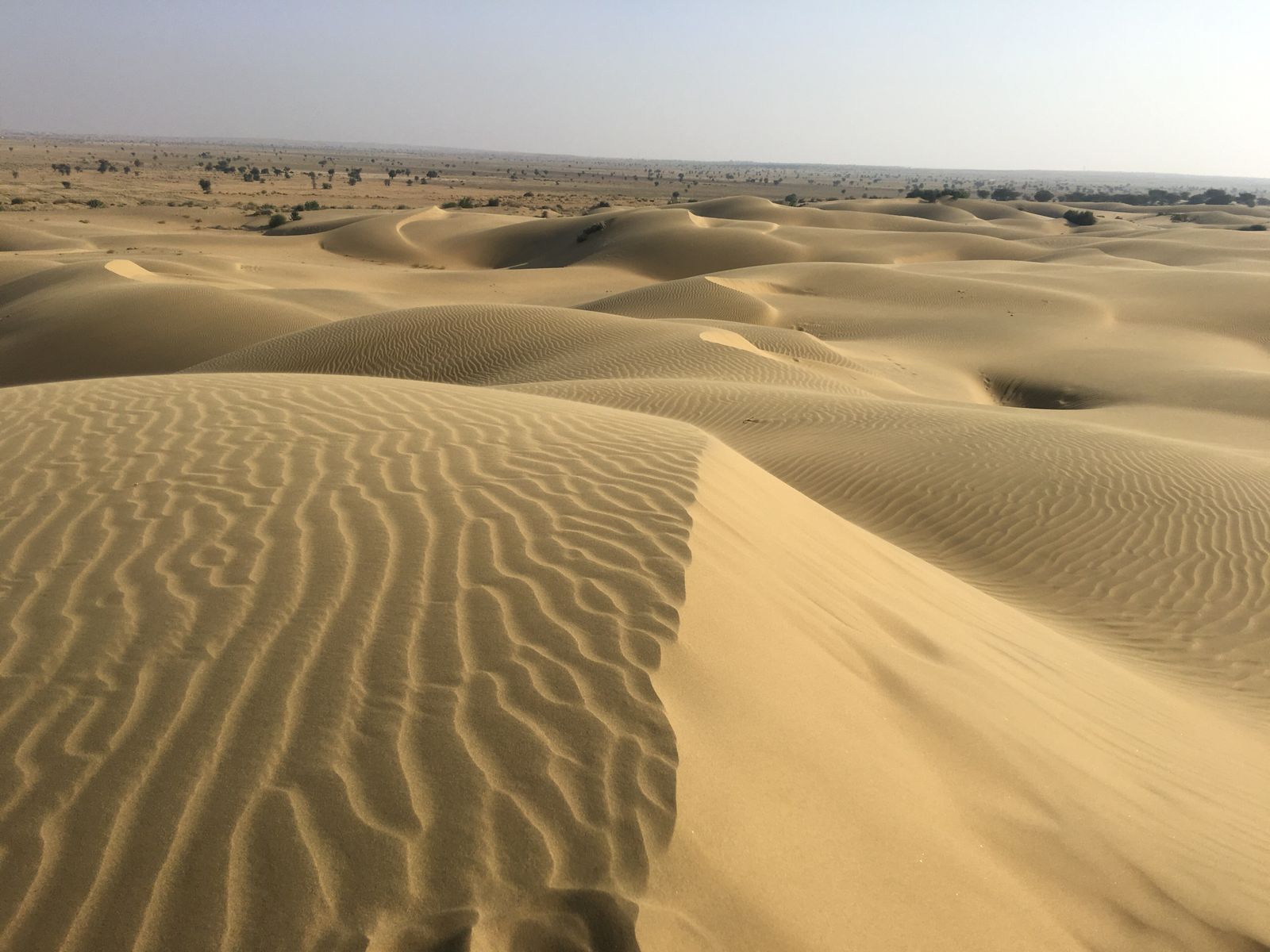 Rippled sand dunes at Sam outside Jaisalmer in the Thar Desert