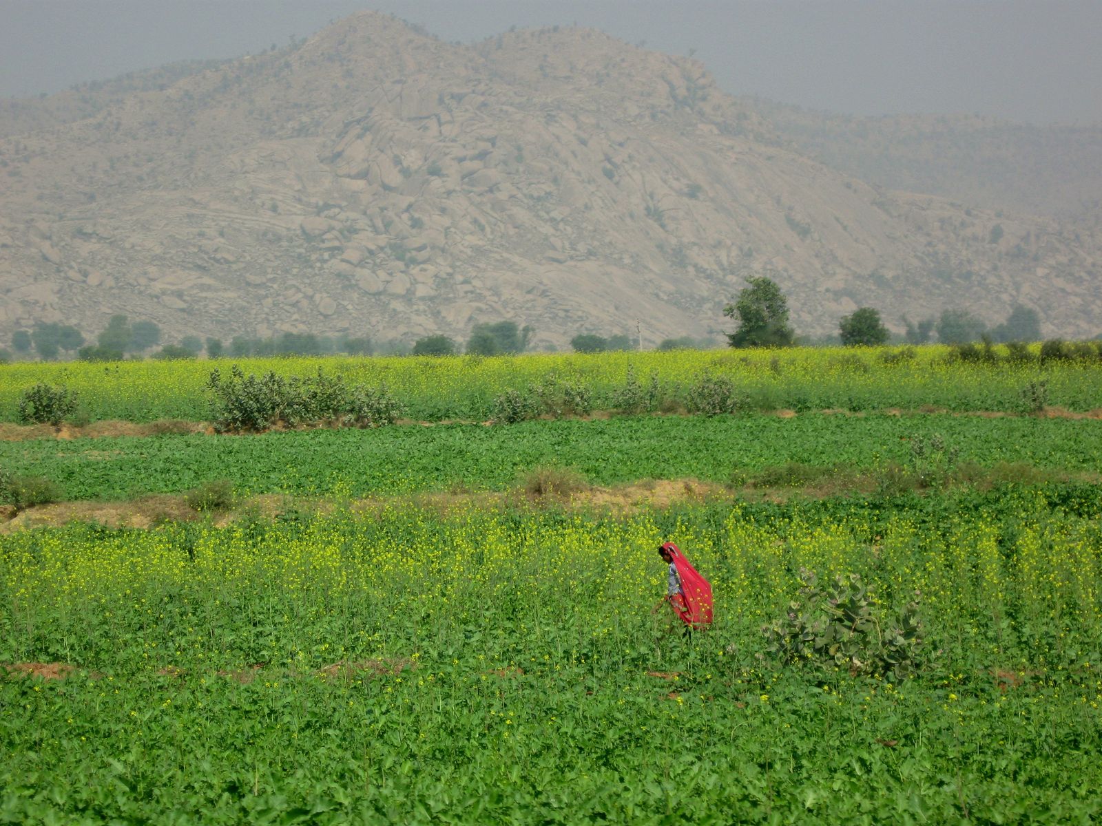 Yellow mustard fields in flower across the flat farmland of Rajasthan