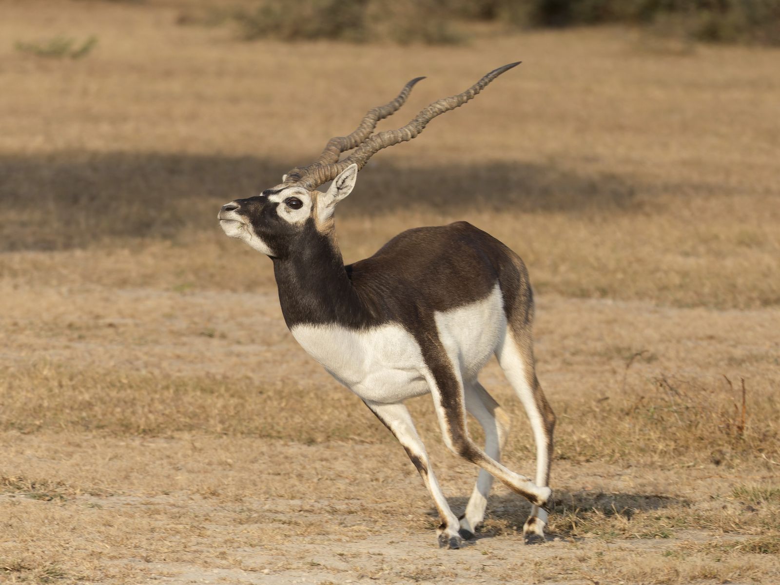 A male blackbuck with spiral horns in the grassland of Tal Chhapar Sanctuary
